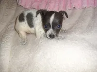 BLUE BABY 2, a female Chihuahua for sale in Canton, MS – 2 of 4