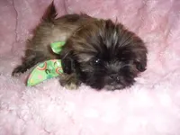 DIESEL, a male Shih Tzu for sale in Canton, MS – 4 of 4