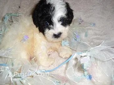 PARTY MAN 2 – Poodle - Toy  puppy for sale in Canton, MS