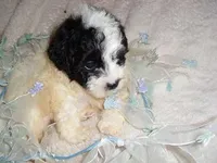 PARTY MAN 2, a male Poodle - Toy  for sale in Canton, MS – Photo 2 of 2