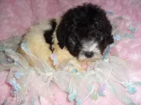 COOPER, a male Poodle - Toy  for sale in Canton, MS – 2 of 4