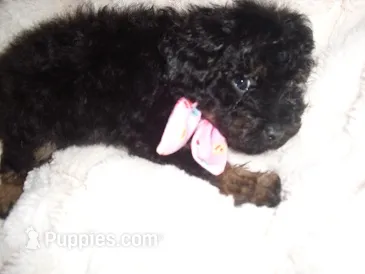POO GIRL – Yorkipoo puppy for sale in Canton, MS