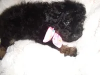 POO GIRL, a female Yorkipoo for sale in Canton, MS – 1 of 2