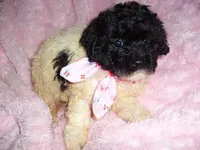 BUBBLE, a male Poodle - Toy  for sale in Canton, MS – 4 of 4