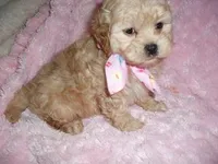 GOLDEN GIRL, a female Maltipoo for sale in Canton, MS – Photo 3 of 3
