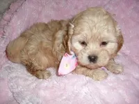 GOLDEN GIRL, a female Maltipoo for sale in Canton, MS – Photo 1 of 3