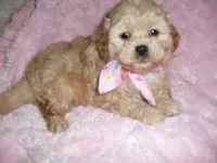 GOLDEN GIRL, a female Maltipoo for sale in Canton, MS – Photo 2 of 3