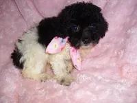 PARTY BABY, a female Poodle - Toy  for sale in Canton, MS – 4 of 4