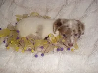 LAVENDER BABY, a female Chihuahua for sale in Canton, MS – 2 of 3