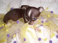 OLLIE, a male Chihuahua for sale in Canton, MS – 3 of 3