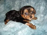 TINY BABY, a female Yorkshire Terrier for sale in Canton, MS – 3 of 6