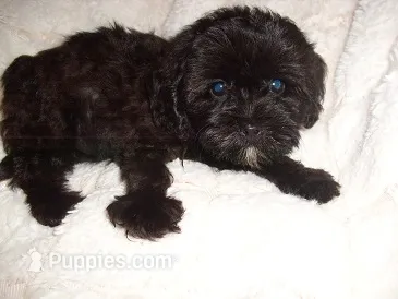 molly – Maltipoo puppy for sale in Canton, MS