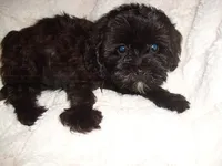 molly, a female Maltipoo for sale in Canton, MS – 1 of 4