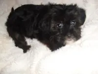 FLUFFY GIRL, a female Shorkie for sale in Canton, MS – 2 of 4