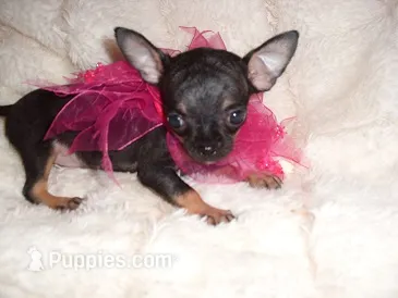 TEACUP SUZY – Chihuahua puppy for sale in Canton, MS