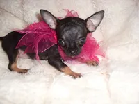 TEACUP SUZY, a female Chihuahua for sale in Canton, MS – 4 of 5