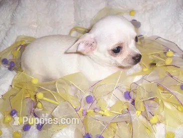 TINY ANGEL – Chihuahua puppy for sale in Canton, MS