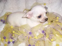 TINY ANGEL, a female Chihuahua for sale in Canton, MS – 1 of 3