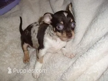 BUSTER – Chihuahua puppy for sale in Canton, MS