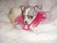LILLIE, a female Chihuahua for sale in Canton, MS – 2 of 3
