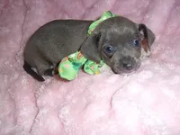 BLUE MAN, a male Chihuahua for sale in Canton, MS – 4 of 5
