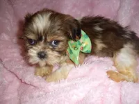 TURTLE, a male Shih Tzu for sale in Canton, MS – 2 of 3