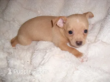 CHESTER – Chihuahua puppy for sale in Canton, MS