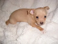 CHESTER, a male Chihuahua for sale in Canton, MS – 1 of 2
