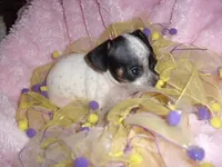 BABY GIRL 3, a female Chihuahua for sale in Canton, MS – 3 of 3