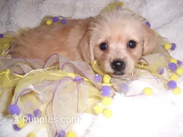 GOLDIE – Yorkipoo puppy for sale in Canton, MS