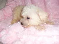 JASPER, a male Maltipoo for sale in Canton, MS – 2 of 4