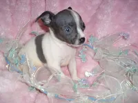 BLUE MAN, a male Chihuahua for sale in Canton, MS – 4 of 4