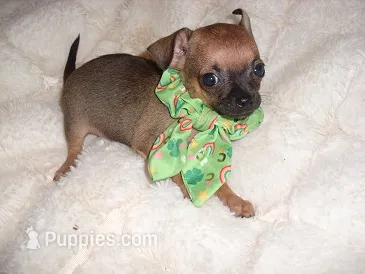 MUFFIN – Chihuahua puppy for sale in Canton, MS