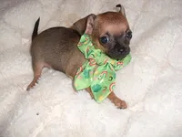 MUFFIN, a male Chihuahua for sale in Canton, MS – 1 of 4