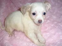 ANGEL MAN, a male Chihuahua for sale in Canton, MS – Photo 1 of 3