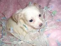 ANGEL MAN, a male Chihuahua for sale in Canton, MS – Photo 3 of 3