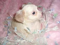 ANGEL MAN, a male Chihuahua for sale in Canton, MS – Photo 2 of 3