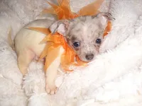 TINY ZORRO, a male Chihuahua for sale in Canton, MS – 3 of 4