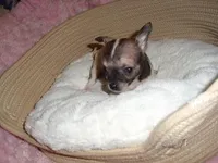 TINY PEPPER, a male Chihuahua for sale in Canton, MS – Photo 4 of 4