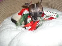 TINY PEPPER, a male Chihuahua for sale in Canton, MS – Photo 2 of 4