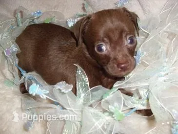 BOSTON – Chihuahua puppy for sale in Canton, MS