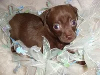 BOSTON, a male Chihuahua for sale in Canton, MS – Photo 1 of 3