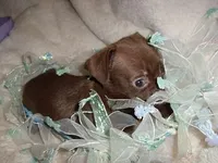 BOSTON, a male Chihuahua for sale in Canton, MS – Photo 3 of 3