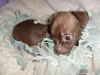 BOSTON, a male Chihuahua for sale in Canton, MS – Photo 2 of 3