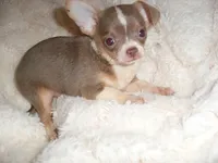 TINY MAN 2, a male Chihuahua for sale in Canton, MS – 2 of 3
