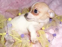 SALLY, a female Chihuahua for sale in Canton, MS – Photo 2 of 3