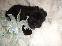 OSCAR, a male Yorkipoo for sale in Canton, MS – 3 of 4