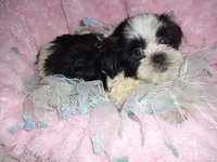 IMPERIAL MAN, a male Shih Tzu for sale in Canton, MS – 3 of 4
