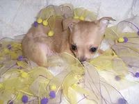 PEBBLES, a female Chihuahua for sale in Canton, MS – 4 of 4