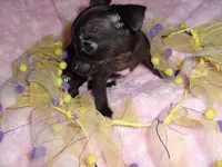 BABY, a female Chihuahua for sale in Canton, MS – Photo 3 of 3